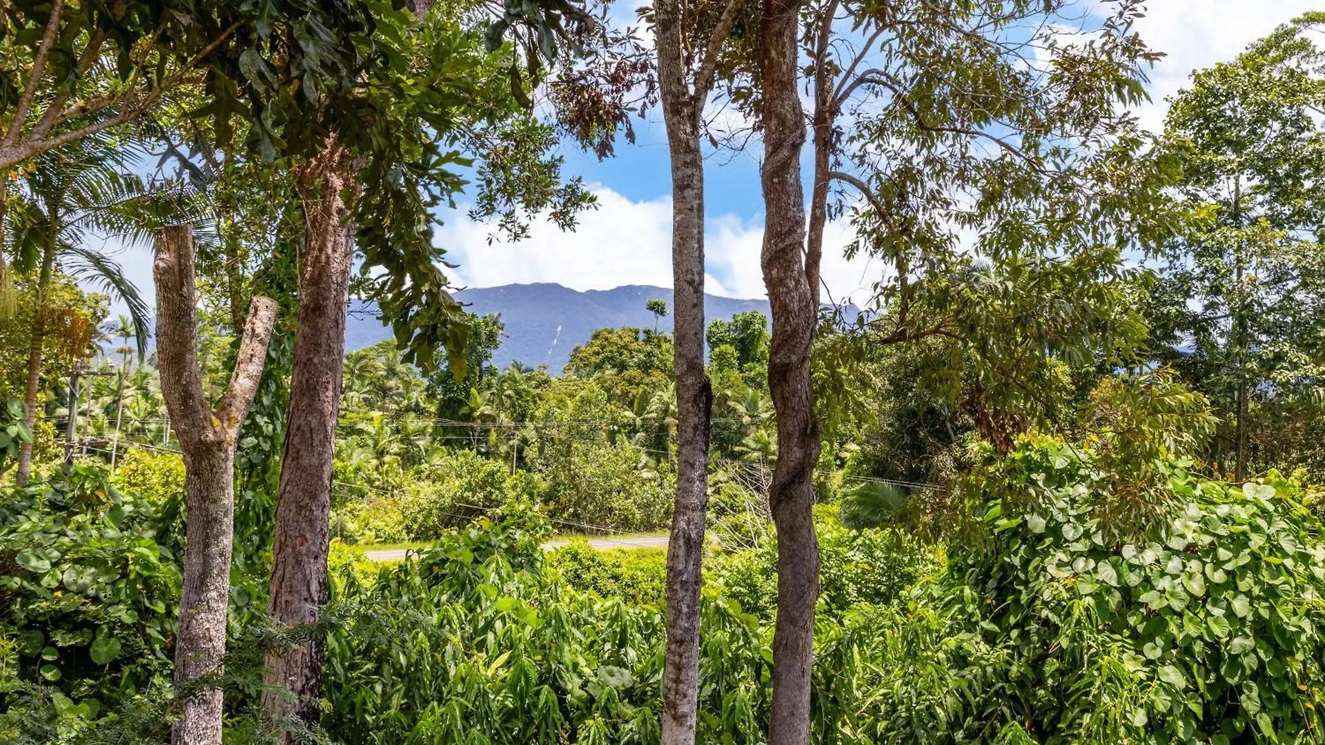 Rainforest Retreat In Bamboo Miallo