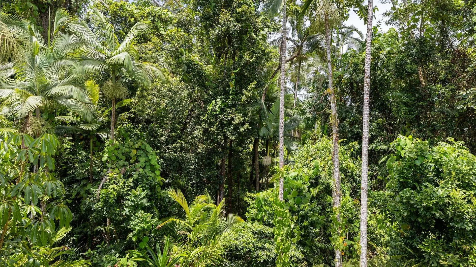 Rainforest Retreat In Bamboo Miallo